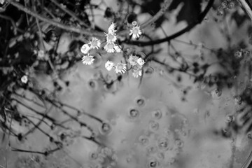 Branch of flowers (probably daisies) over a water tank that reflects other branches. Picture in black and white.