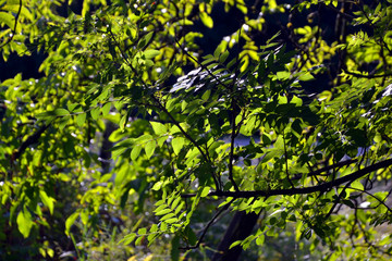 leaves of tree in background