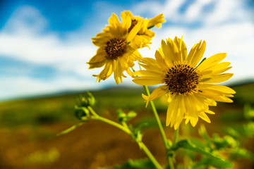 Bright yellow wild sunflowers against a blurred blue clouded sky on a summer day in Hawaii. Yellows Blues, Blurred background
