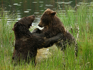 Adult Brown bears playing and posing among swamp forest