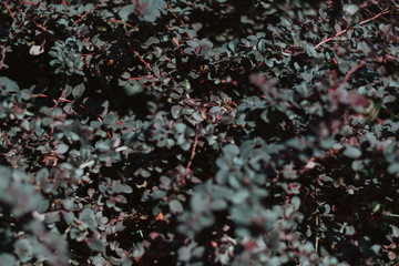 leaves of a dark berry red bush