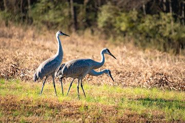 Sandhill Cranes foraging in the grass at Hiwassee Wildlife Sanctuary in Birchwood Tennessee. 