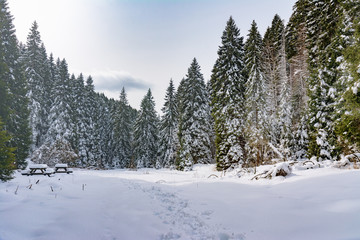 Foresta dei Folignani