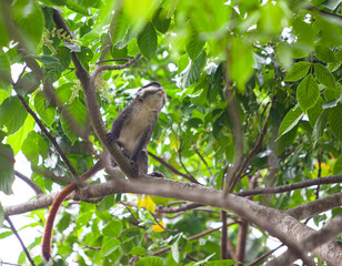 Affe, Uganda, Baum