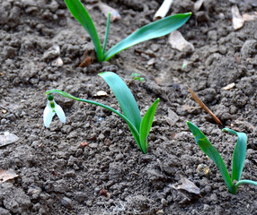 the first spring flower bloomed - snowdrop