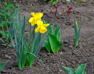 spring flower - daffodil blossomed in the park. yellow flower head and green leaves and stem