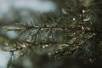 christmas tree branches