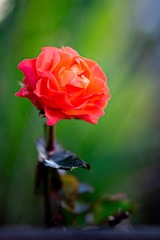 rose fleur rouge fond vert