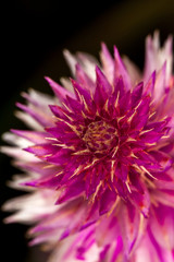 Obraz premium Macro photography very colourful flowers.