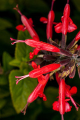 Macro photography very colourful flowers.
