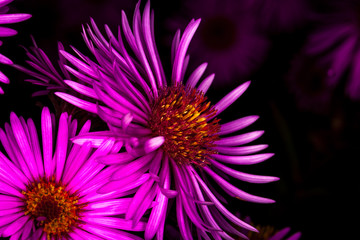 Fototapeta premium Macro photography very colourful flowers.