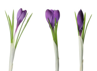 Set of beautiful crocuses on white background. Spring flowers