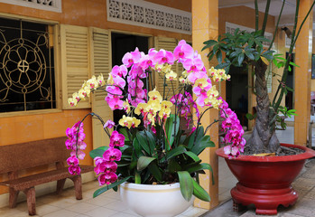 blooming Orchid in a large vase on the street at home