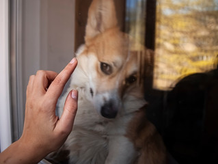 A woman's hand reaches for the cute dog behind the glass. Self isolation quarantine concept