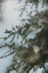 branch of a pine tree 