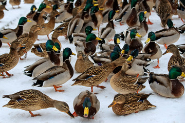 A flock of ducks on the ice of a frozen lake