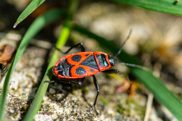 Firebug (Pyrrhocoris apterus) isolated close up macro