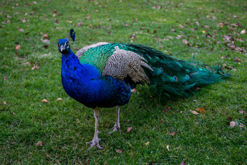 Beautiful peafowl (peacock) bird on green grass