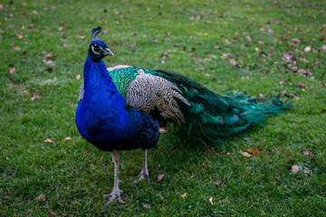 Fototapeta premium Beautiful peafowl (peacock) bird on green grass