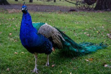 Beautiful peafowl (peacock) bird on green grass