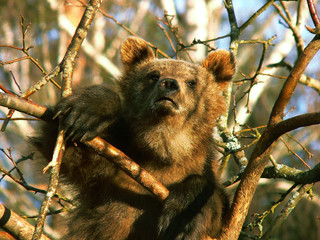 Adult Brown bears playing and posing among swamp forest