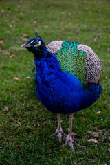 Fototapeta premium Curious peafowl (peacock) in park