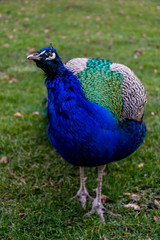 Obraz premium Curious peafowl (peacock) in park