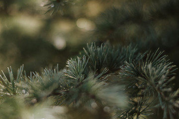 close up of pine needles