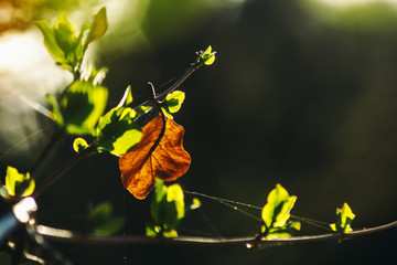Young green leaves on a thin brown branch blossomed in the spring in a forest lit by sunlight. A...