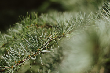Naklejka na ściany i meble closeup of a green pine tree branch