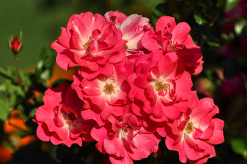 Beautiful spring flowers