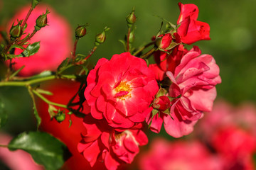 Beautiful spring flowers