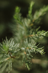 close up of a christmas tree