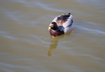 Close up mallard, Anas platyrhynchos, male duck bird swimming on lake water suface in sunlight. Selective focus