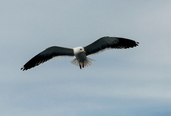 bird