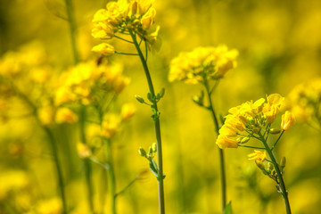 Beautiful spring flowers