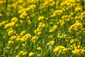 Beautiful spring flowers