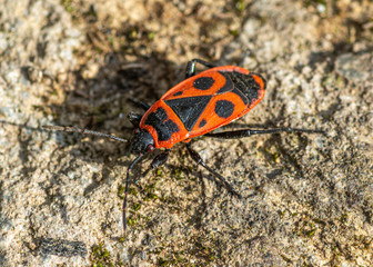 Firebug (Pyrrhocoris apterus) isolated close up macro