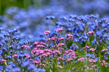 Beautiful spring flowers