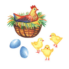 Hens, chickens and eggs isolated on a white background. Watercolor illustration. 