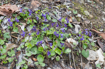forest ground covered with spring violet flower ,Viola odorata or wood violet, sweet violet with green leaves