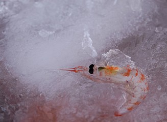 Krill , Antartica 