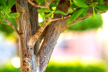 Closeup of fresh green tree with wooden trunk and vibrant green leaves growing in summer garden.