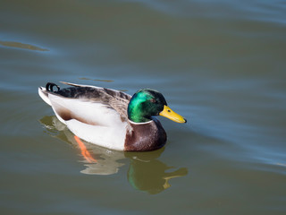 Close up mallard, Anas platyrhynchos, male duck bird swimming on lake water suface in sunlight. Selective focus