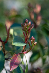 Opening buds of Christmas berry Red Robin