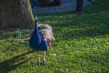 Obraz premium bird