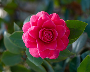 A closeup on camellia japonica Pearl maxwell