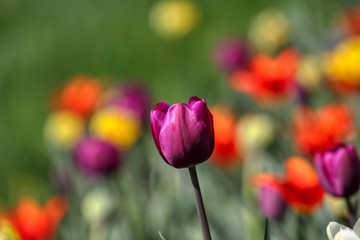 Tulips, beautiful spring flowers