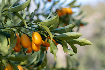 Bright growing fruits of Oval Kumquat