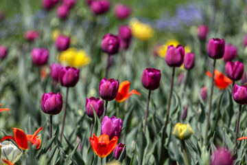 Fototapeta premium Tulips, beautiful spring flowers